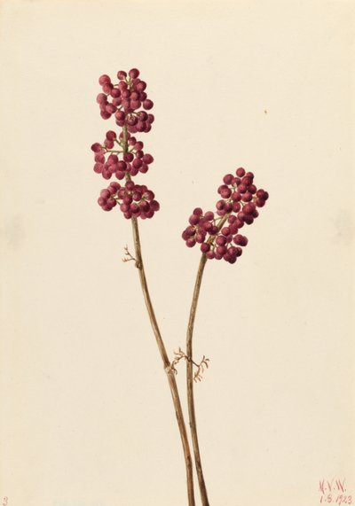 Schoonheidsbes (Callicarpa americana) door Mary Vaux Walcott
