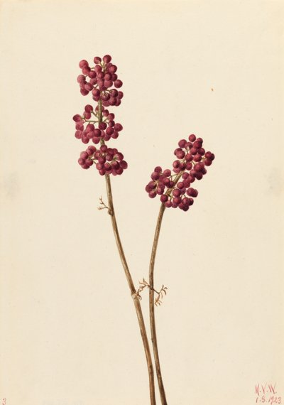 Schoonheidsbes Callicarpa americana, 1923 door Mary Vaux Walcott