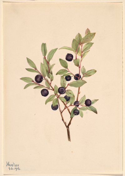Grote moerbei (Vaccinium membranaceum) door Mary Vaux Walcott