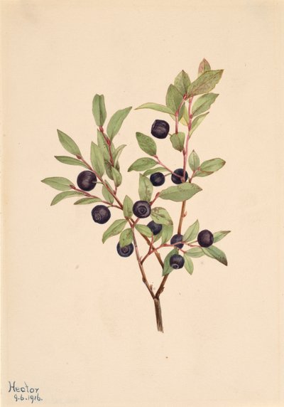 Grote Bosbes Vaccinium membranaceum, 1916 door Mary Vaux Walcott