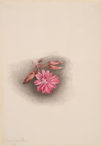 Bitterroot Lewisia redivivia, 1915 door Mary Vaux Walcott