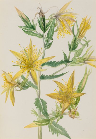 Blazing Star Mentzelia laevicaulis door Mary Vaux Walcott