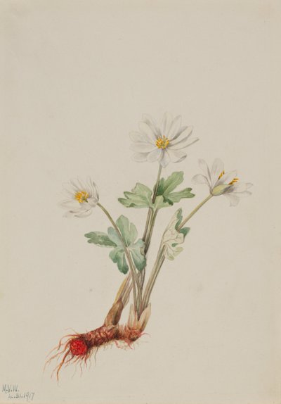 Bloedwortel (Sanguinaria canadensis) door Mary Vaux Walcott