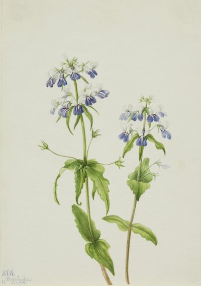 Blauwoogmaria (Collinsia verna) door Mary Vaux Walcott