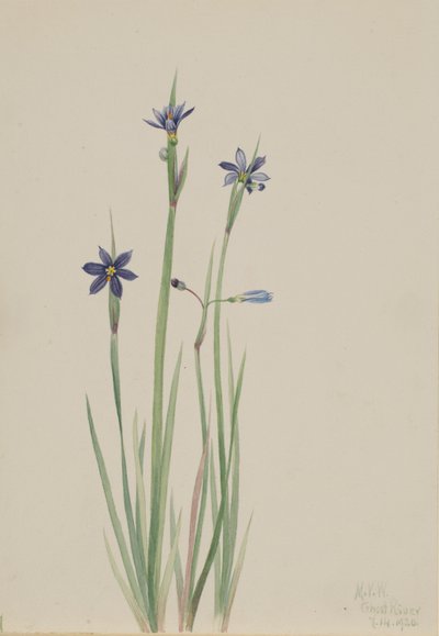 Blauwooggras (Sisyrinchium angustifolium) door Mary Vaux Walcott