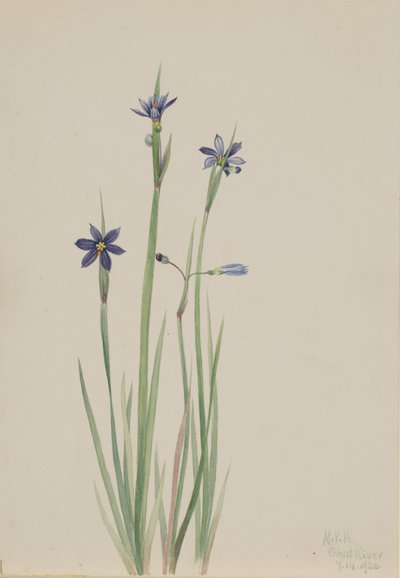 Blauwogig gras Sisyrinchium angustifolium, 1920 door Mary Vaux Walcott