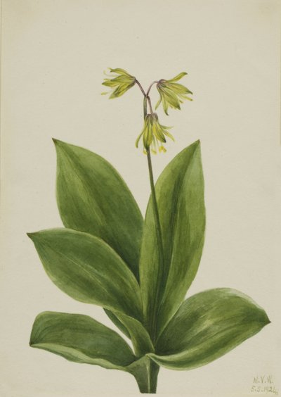 Blauwe kraal Clintonia borealis, 1924 door Mary Vaux Walcott