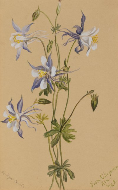 Blauwe akelei (Aquilegia caerulea) door Mary Vaux Walcott