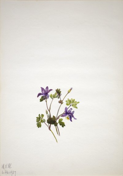 Blauwe akelei (Aquilegia saximontana) door Mary Vaux Walcott