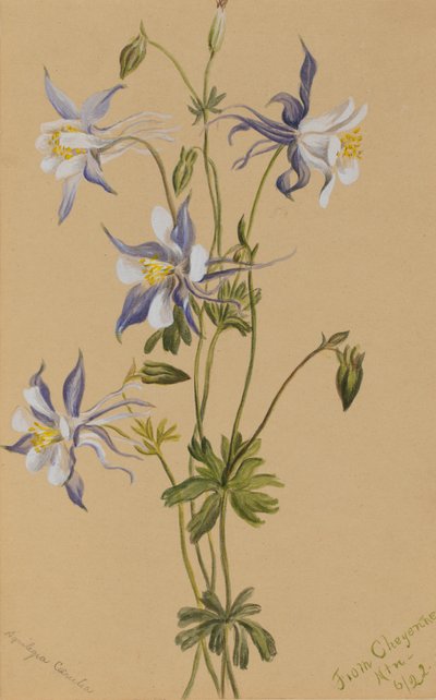 Blauwe Akelei Aquilegia caerulea, 1922 door Mary Vaux Walcott