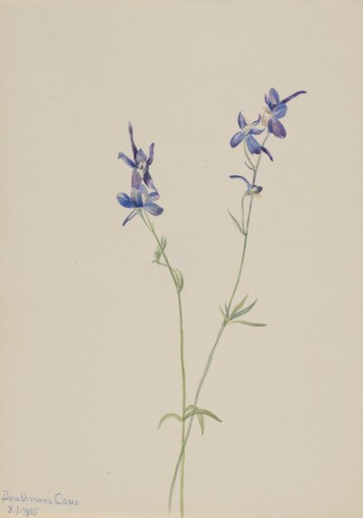 Blauwe ridderspoor (Delphinium nuttallianum) door Mary Vaux Walcott