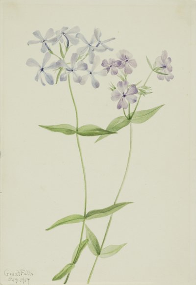 Blauwe Phlox (Phlox divaricata) door Mary Vaux Walcott