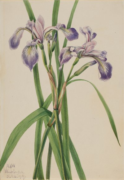 Blauwe iris Iris versicolor, 1919 door Mary Vaux Walcott