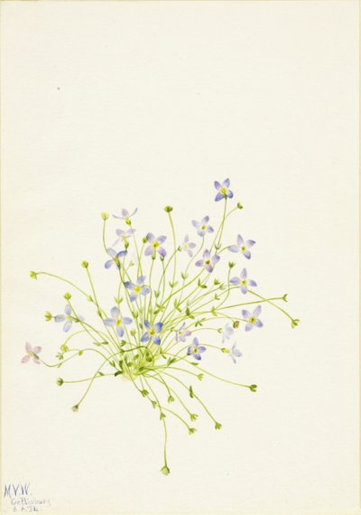 Blauwtjes (Houstonia serpyllifolia) door Mary Vaux Walcott