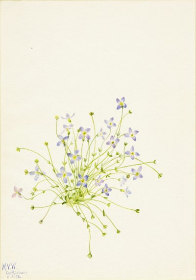 Bluets Houstonia serpyllifolia, 1934 door Mary Vaux Walcott