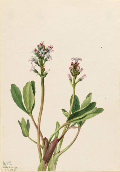 Moerasboon (Menyanthes trifoliata) door Mary Vaux Walcott