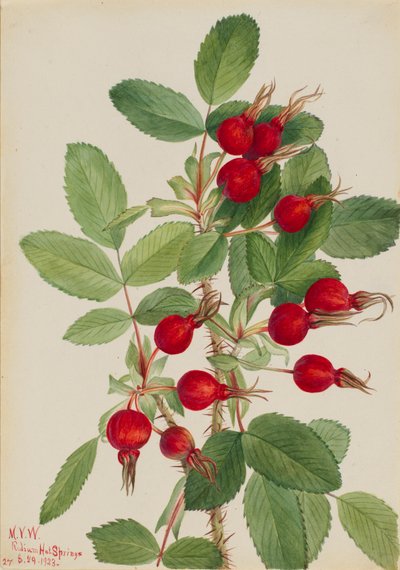 Bourgeau Roos Rosa bourgeauiana, 1923 door Mary Vaux Walcott