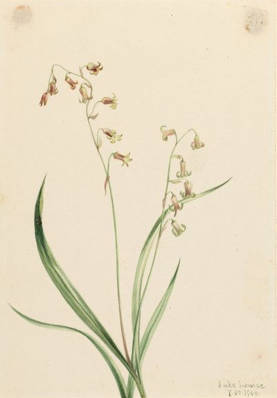 Bronsklokjes (Stenanthium occidentale) door Mary Vaux Walcott