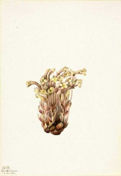Bremraap Orobanche fasciculata, 1933 door Mary Vaux Walcott