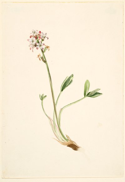 Duizendknoop (Menyanthes trifoliata) door Mary Vaux Walcott