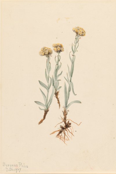 Buff Pussytoes Antennaria luzuloides, 1917 door Mary Vaux Walcott