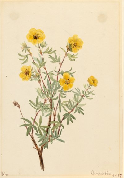 Struikganzerik Potentilla fruticosa, 1917 door Mary Vaux Walcott