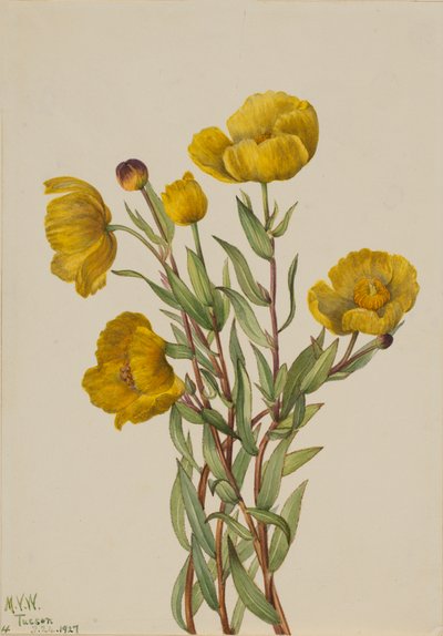 Struikpapaver Dendromecon rigidum, 1927 door Mary Vaux Walcott