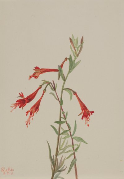 Californische fuschia (Zauschneria californica) door Mary Vaux Walcott