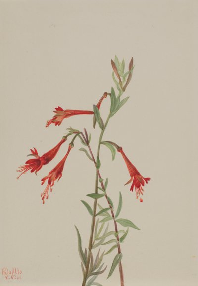 Californische Fuchsia Zauschneria californica, 1936 door Mary Vaux Walcott