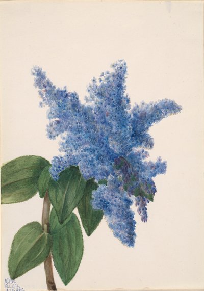 Californische sering Ceanothus thyrsiflorus, 1935 door Mary Vaux Walcott