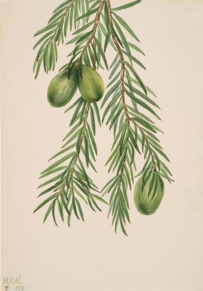 Californische Nootmuskaat Tumion californicum, 1929 door Mary Vaux Walcott