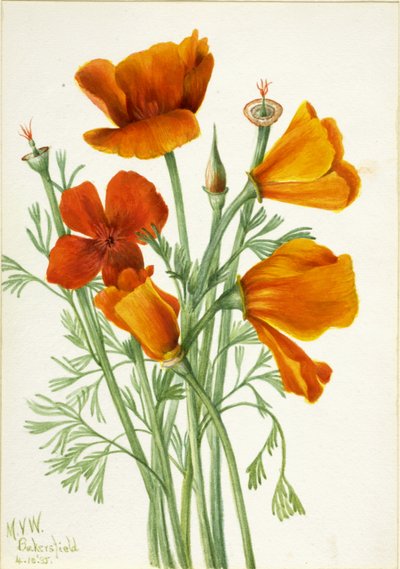Californische Klaproos Eschscholtzia californica door Mary Vaux Walcott