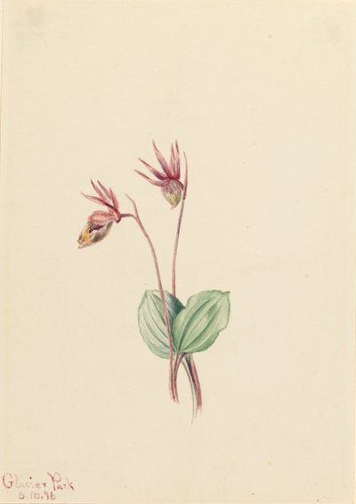 Calypso (Cytherea bulbosa) door Mary Vaux Walcott
