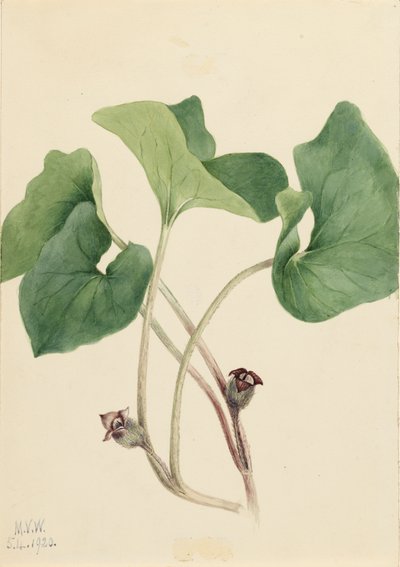 Canada wilde gember Asarum canadense, 1920 door Mary Vaux Walcott