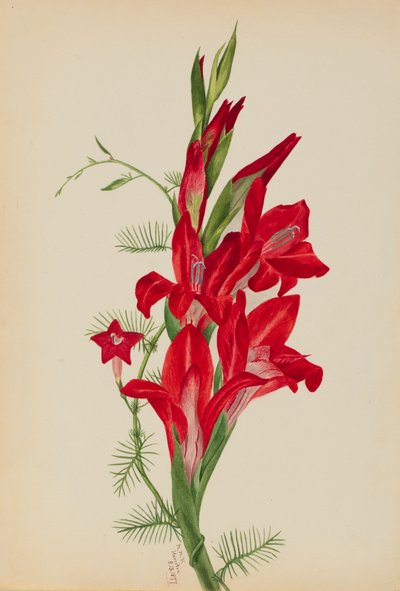 Cannas en cipreswijnstok Canna soorten en Ipomoea quamoclit door Mary Vaux Walcott