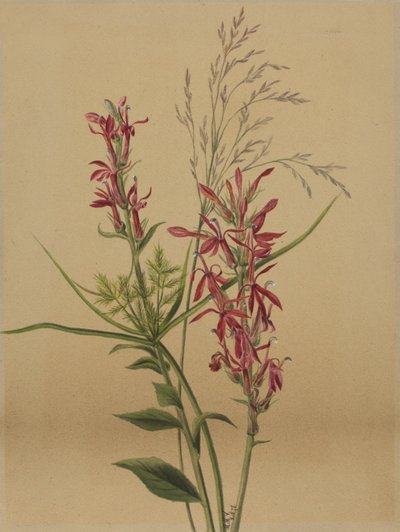 Kardinaalsbloem (Lobelia cardinalis) door Mary Vaux Walcott