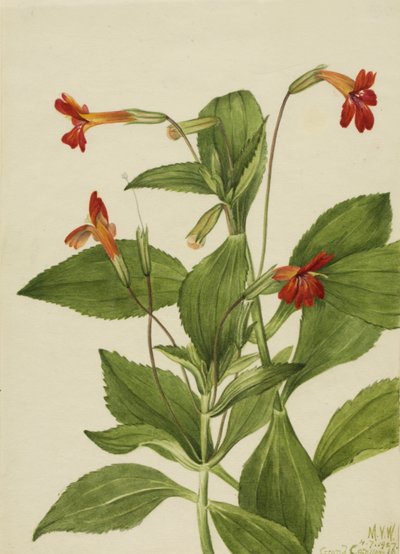 Kardinaal Aapbloem Mimulus cardinalis, 1927 door Mary Vaux Walcott