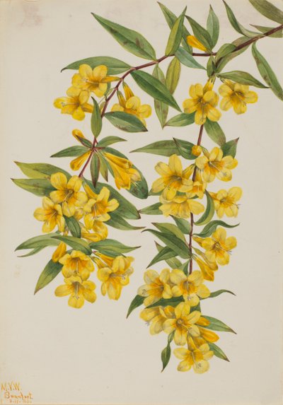 Californische jessamine (Gelsemium sempervirens) door Mary Vaux Walcott
