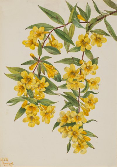 Carolina Jessamine Gelsemium sempervirens, 1926 door Mary Vaux Walcott