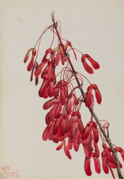 Carolina Esdoorn door Mary Vaux Walcott