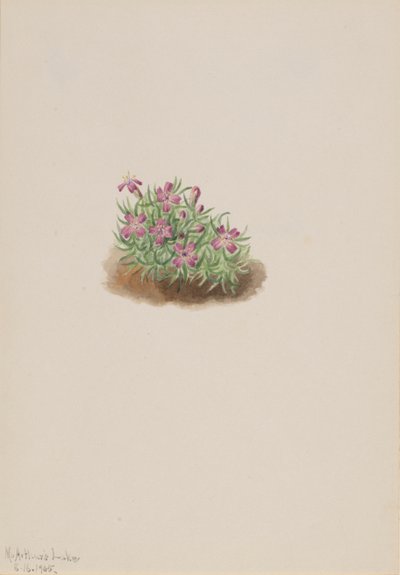 Tapijt Roze Silene acaulis, 1905 door Mary Vaux Walcott