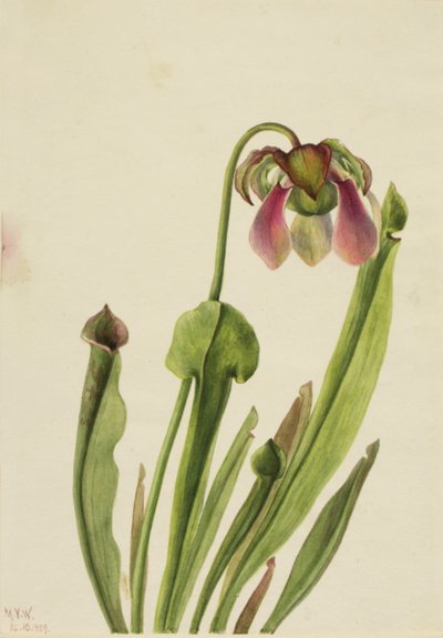 Catesby Bekerplant Sarracenia catesaei door Mary Vaux Walcott
