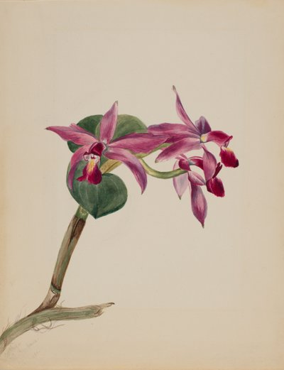 Cattlaya superbus door Mary Vaux Walcott