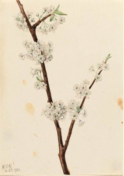 Chickasaw pruim (Prunus angustifolia) door Mary Vaux Walcott