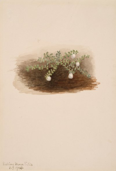 Chiogenes hispidula, 1904 door Mary Vaux Walcott