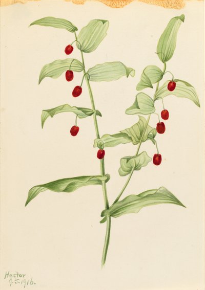 Klemtandige gedraaide stengel (Streptopus amplexifolius) door Mary Vaux Walcott