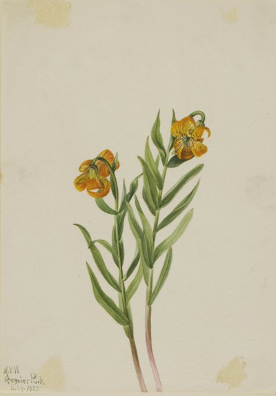 Columbia Lelie (Lilium columbianum) door Mary Vaux Walcott