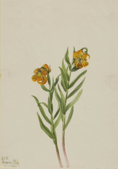 Columbia-lelie Lilium columbianum, 1925 door Mary Vaux Walcott