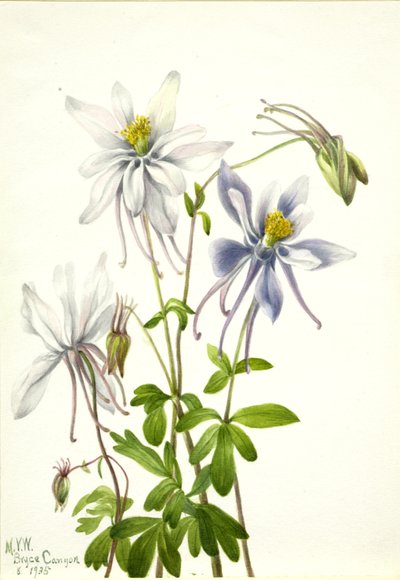 Akelei (Aquilegia ecalcarata) door Mary Vaux Walcott