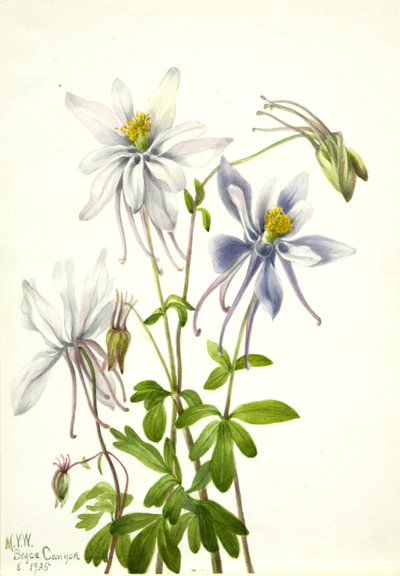 Columbine Aquilegia ecalcarata door Mary Vaux Walcott